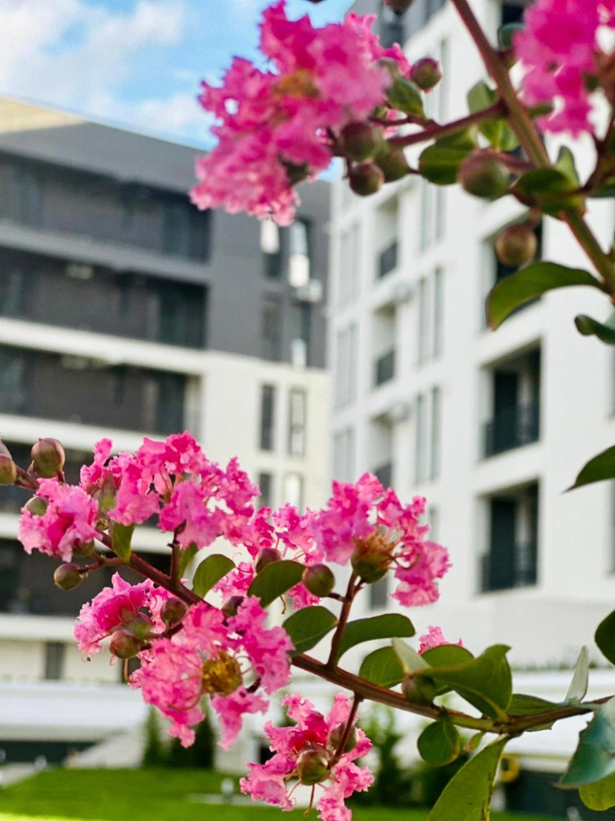 Modern Apartment In تيميشورا المظهر الخارجي الصورة
